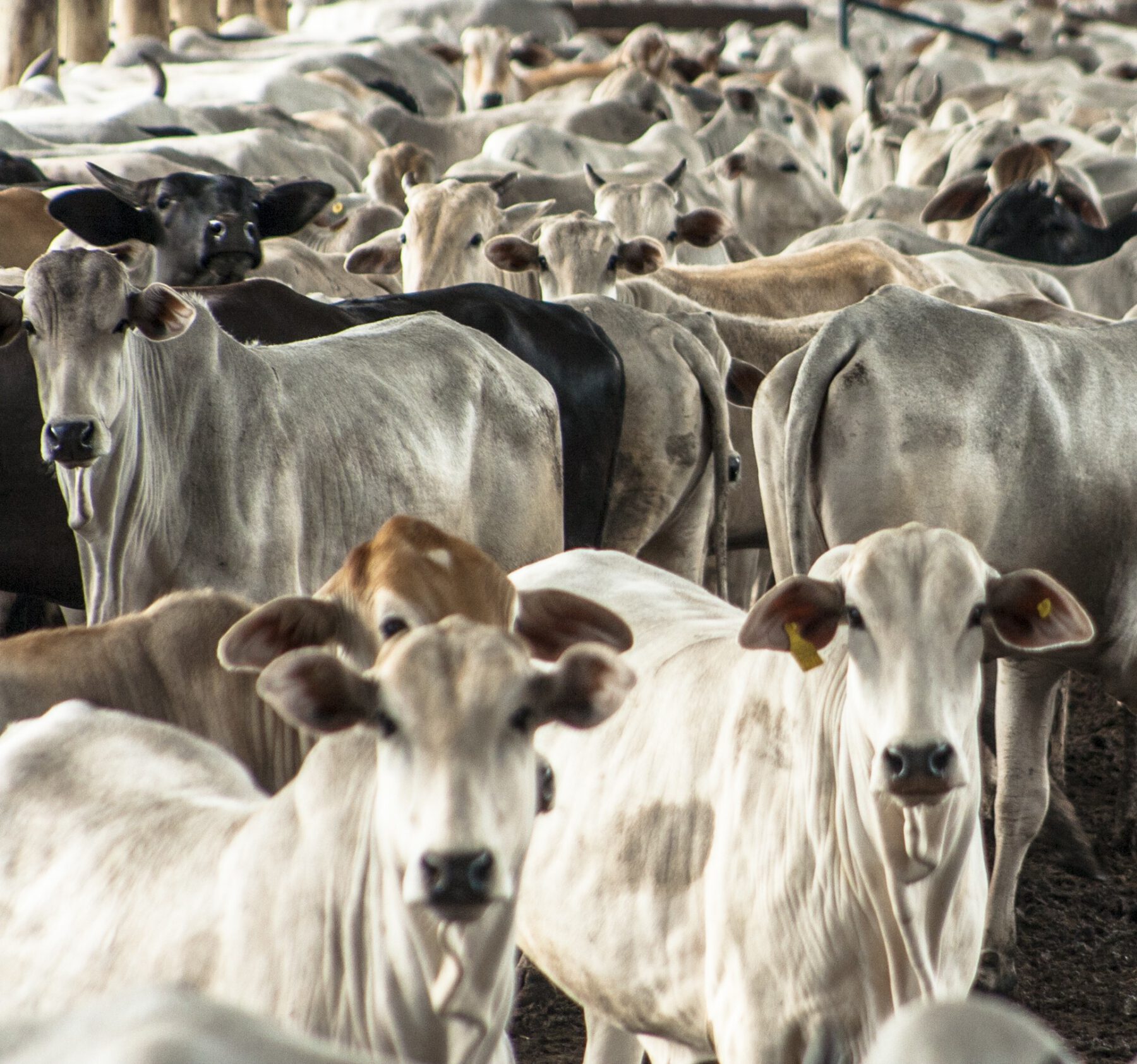 A group of cattle in confinement Sao Paulo, Brazil